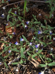 Collinsia torreyi