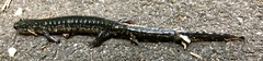 Plethodontinae