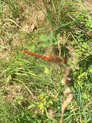 Sympetrum sanguineum