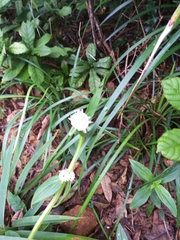 Cyperus mindorensis