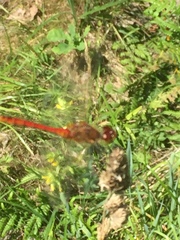 Sympetrum sanguineum