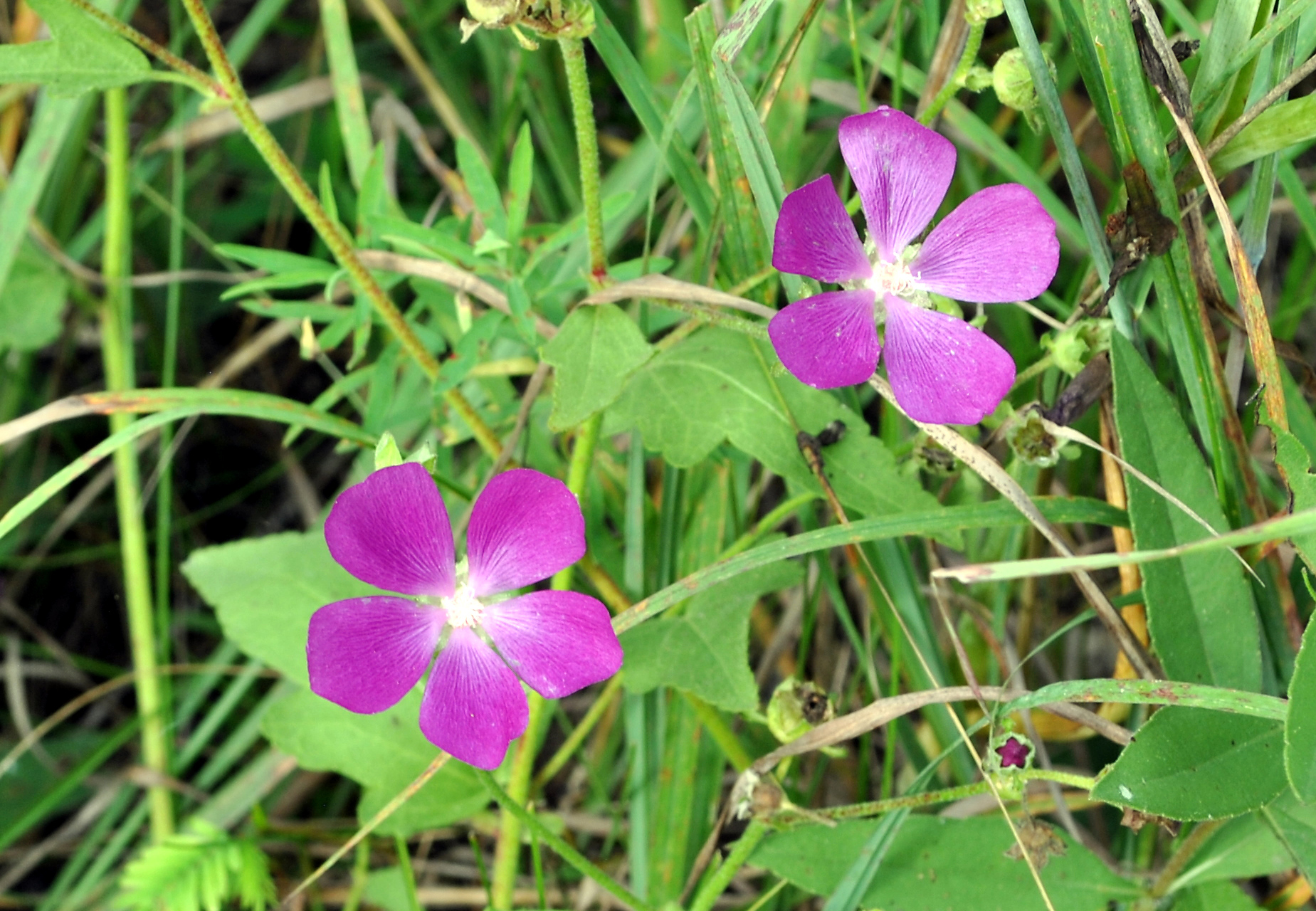 Callirhoe triangulata