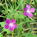 Clustered Poppymallow - Photo (c) Aaron Carlson, some rights reserved (CC BY-SA)