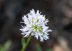 Gilia capitata capitata