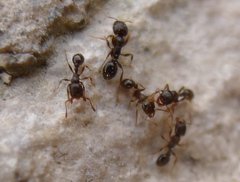 Tetramorium