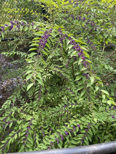 Image of Callicarpa dichotoma by (c) eml23, some rights reserved (CC BY)