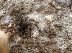 Tetramorium