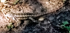 Sceloporus olivaceus
