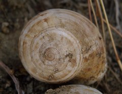 Eobania vermiculata