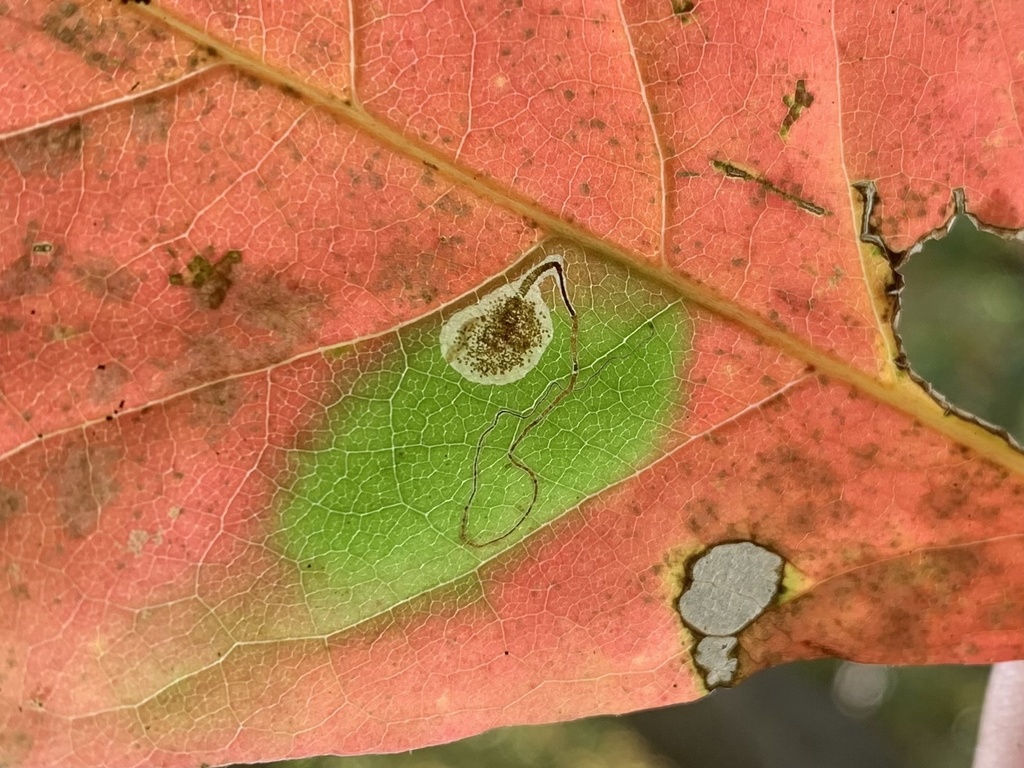 Ectoedemia nyssaefoliella