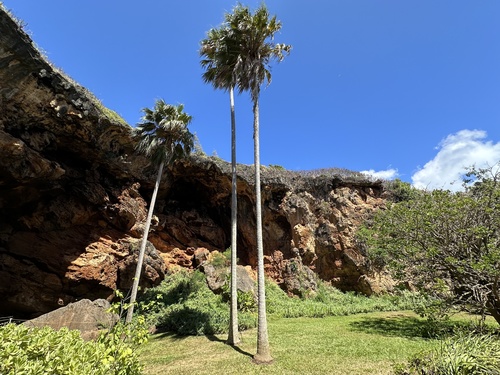 Pritchardia remota observed 2024-09-05