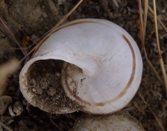 Eobania vermiculata