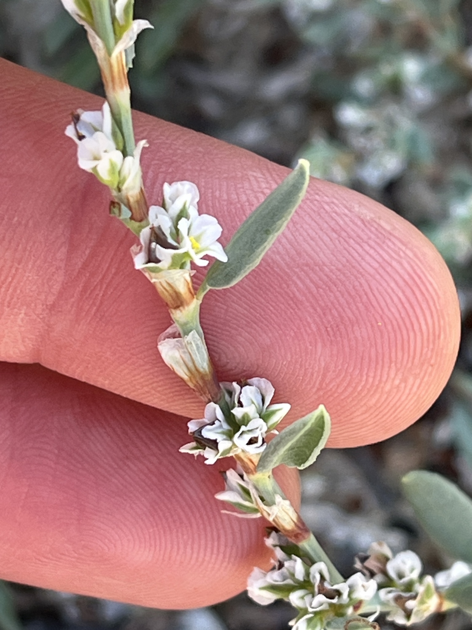 Polygonum glaucum