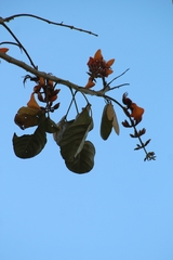 Erythrina fusca
