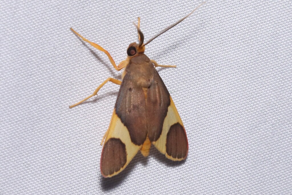 Trichromia tipolis