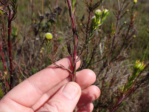 Image of Leucadendron laxum by (c) Eugene Hahndiek, some rights reserved (CC BY-SA)