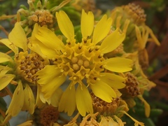 Deinandra clementina