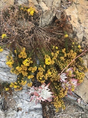 Deinandra clementina