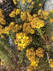 Deinandra clementina