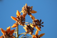 Erythrina fusca