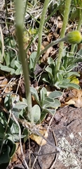 Senecio actinella
