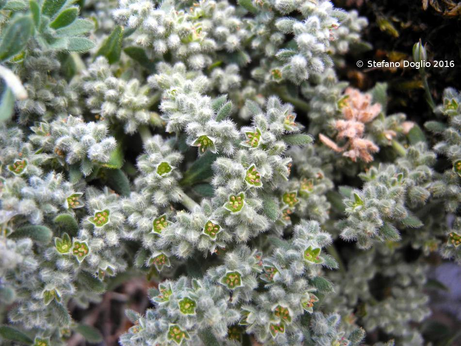 Gray Rupturewort