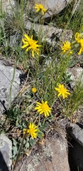 Senecio actinella