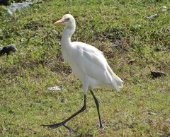 Bubulcus ibis coromandus