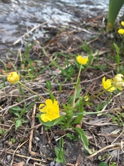 Ranunculus alismifolius