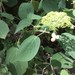 Hydrangea cinerea - Photo (c) hgarris, algunos derechos reservados (CC BY-NC), subido por hgarris