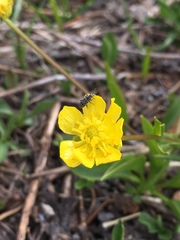 Ranunculus alismifolius