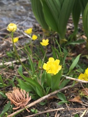 Ranunculus alismifolius