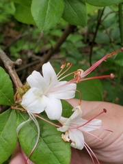 Rhododendron arborescens