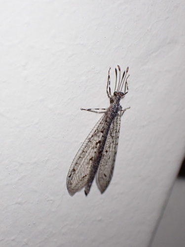 Gnopholeon delicatulus