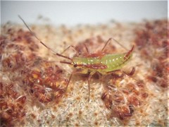 Felisacus elegantulus