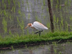 Bubulcus ibis coromandus