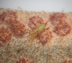 Felisacus elegantulus