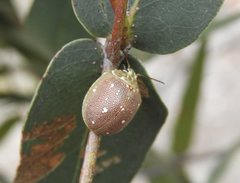 Paropsis aegrota