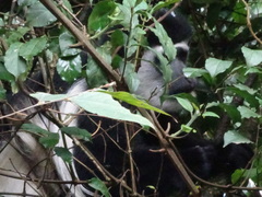 Colobus caudatus
