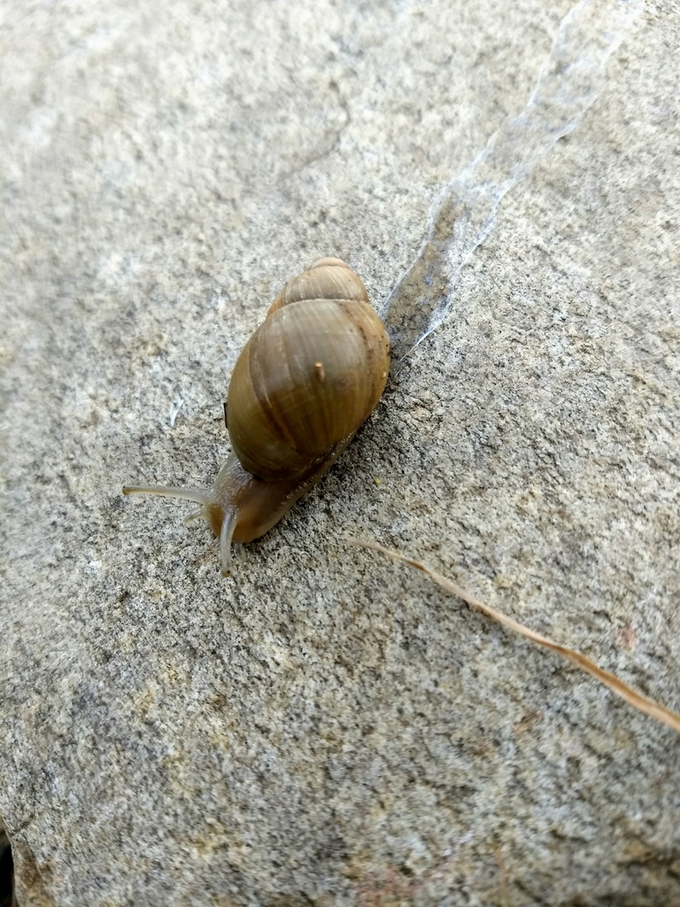 Austroborus dorbignyi