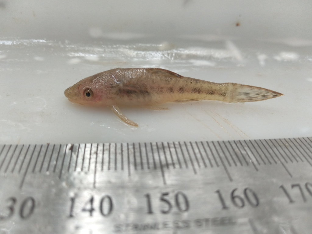 Mimic otocinclus (Otocinclus mimulus) — Loricariidae
