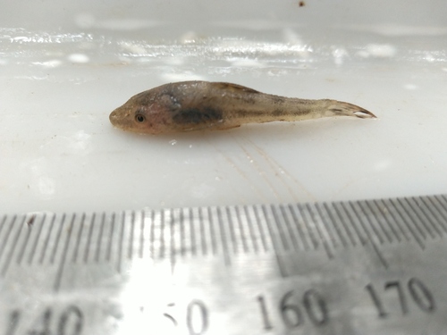 Mimic otocinclus (Otocinclus mimulus) — Loricariidae — 2