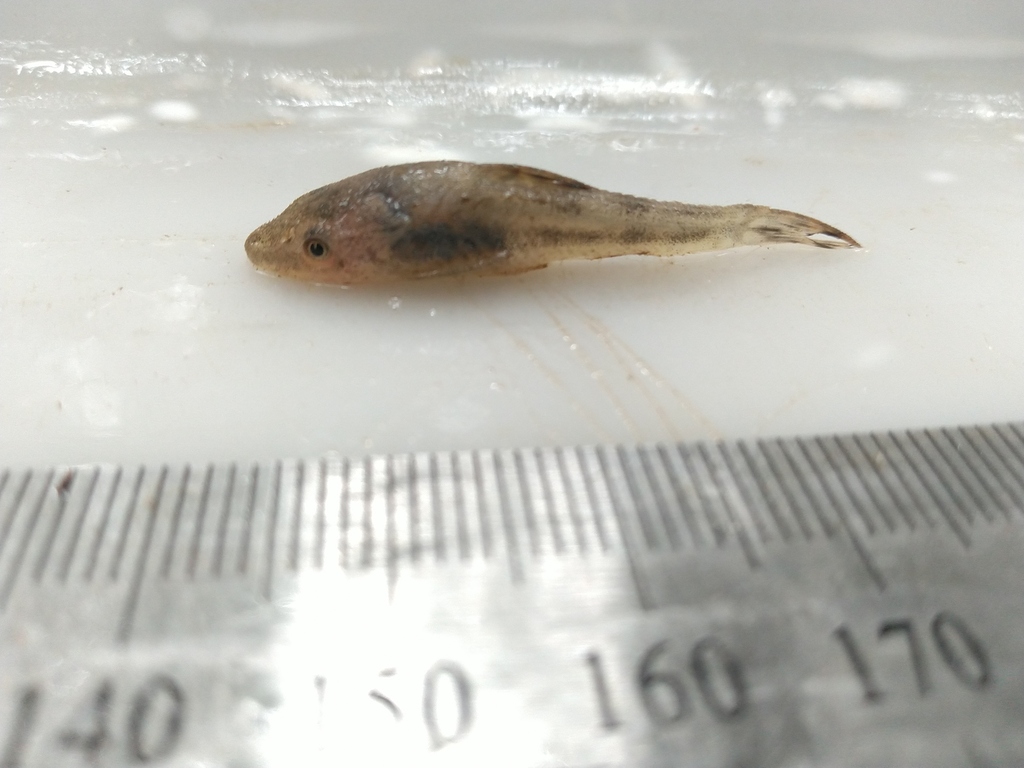 Otocinclus mimule (Otocinclus mimulus)