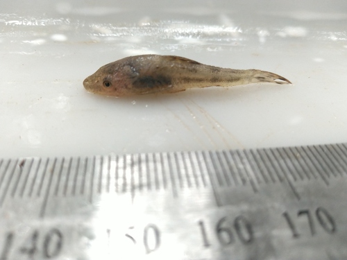 Mimic otocinclus (Otocinclus mimulus) — Loricariidae