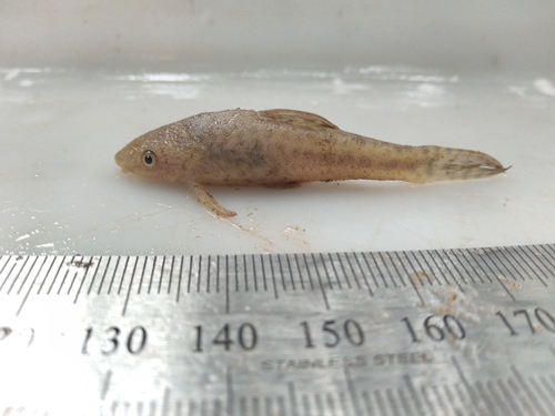 Mimic otocinclus (Otocinclus mimulus) — Loricariidae — 5
