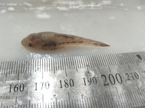 Mimic otocinclus (Otocinclus mimulus) — Loricariidae — 4