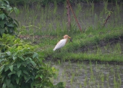Bubulcus ibis coromandus