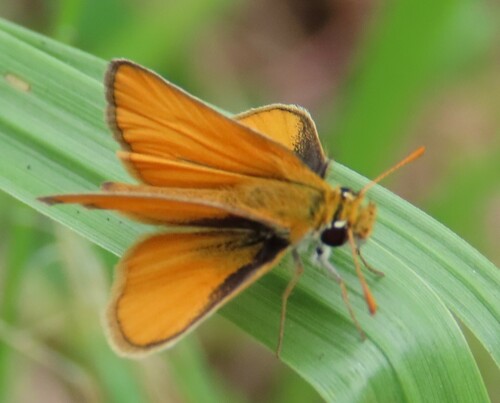 Southern Skipperling photo 3