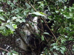 Colobus caudatus