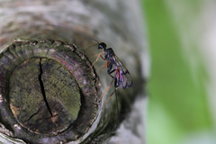 Aulacidae